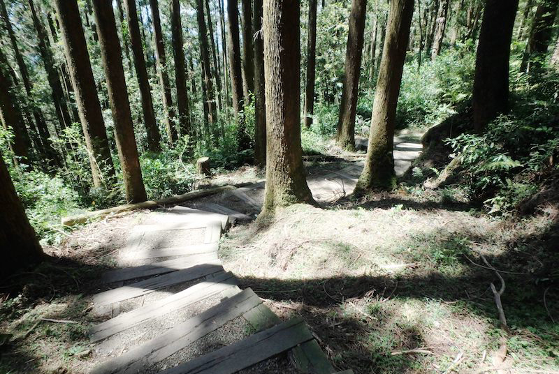 阿里山森呼吸一日遊